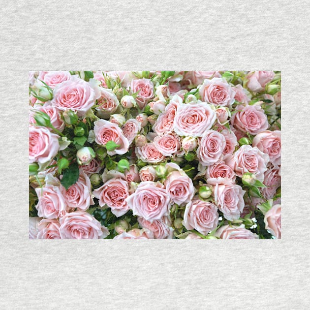 Beautiful Blush Pink Roses by NewburyBoutique